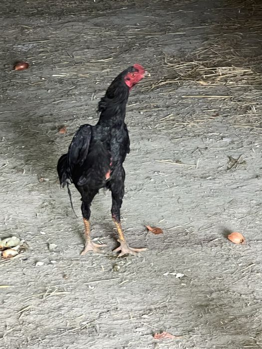 турк блан  шамо