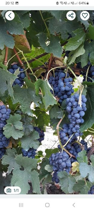 Merlot de calitate superioara direct din vie