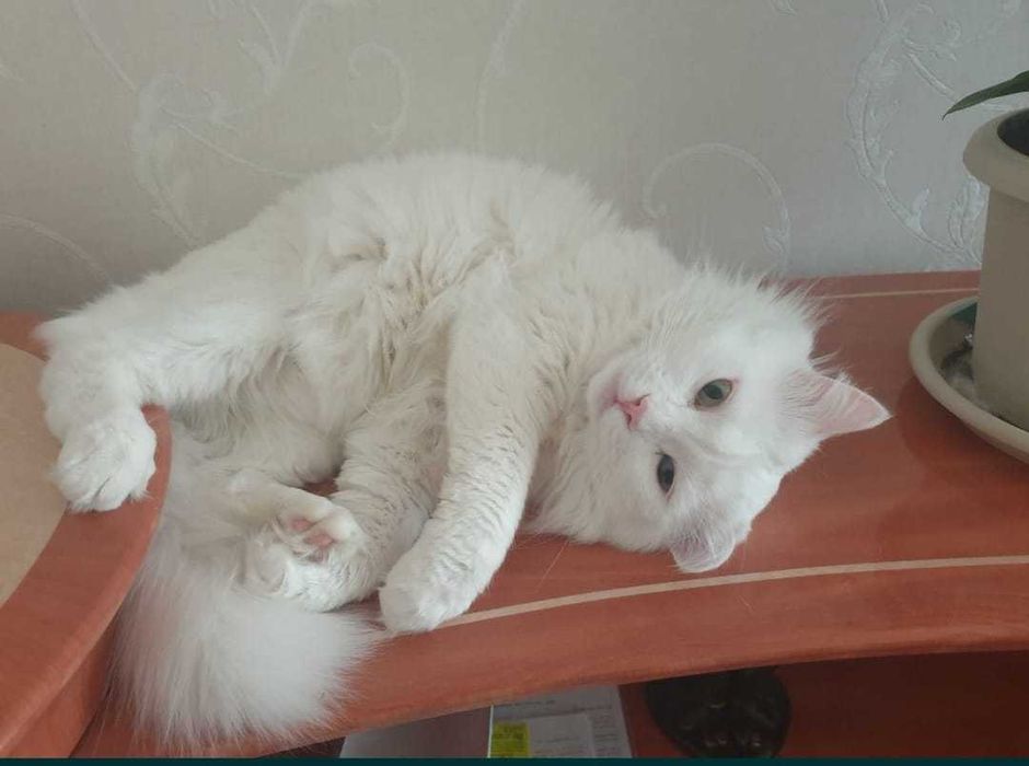Котята породистые