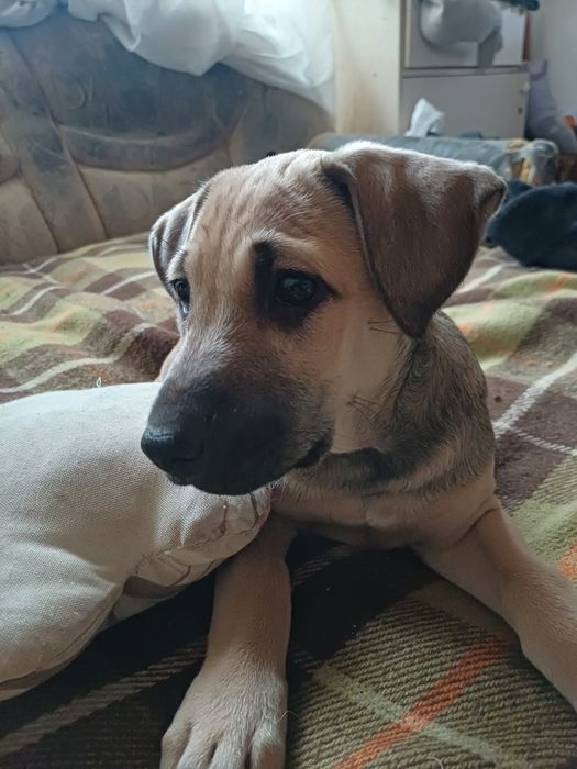 Продам щенка , смесь с стаффорд