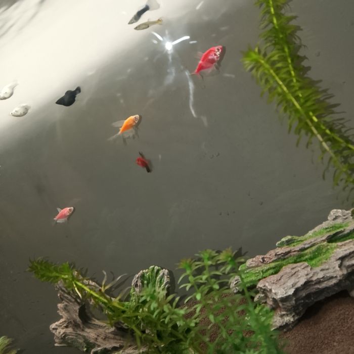 Продам Тернеций - 4 шт - 2300 ₸ (торг)