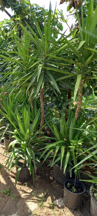 Plante yuca de vanzare