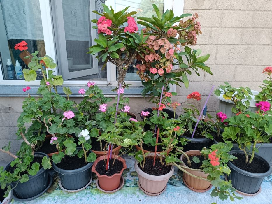 Продам цветок герань