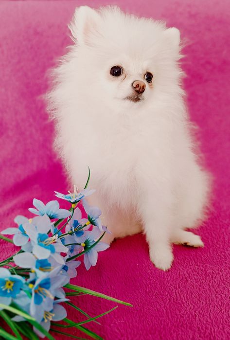 Мини малышка шпиц