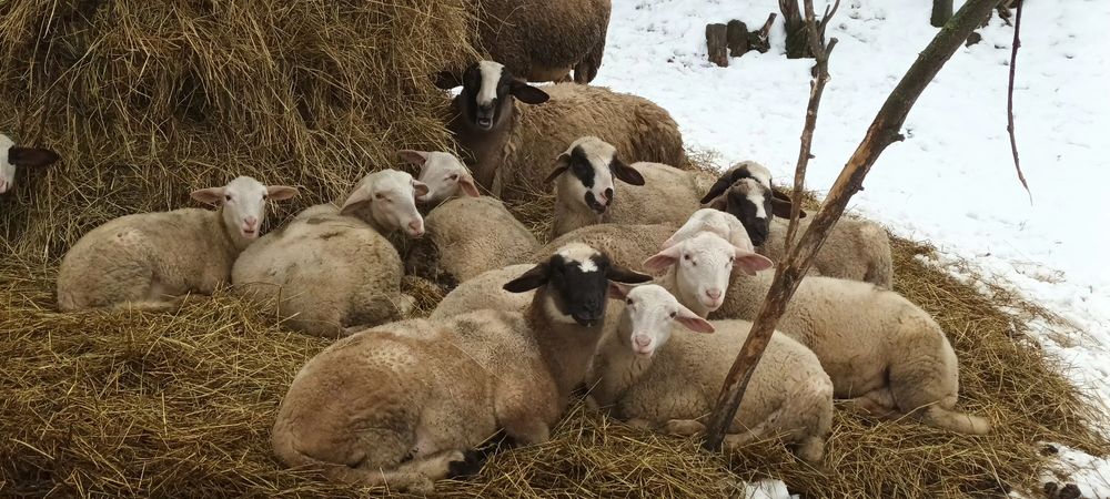 Cârlani metiși Lacaune