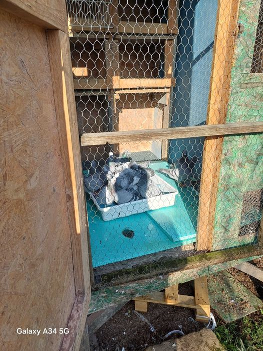 Porumbei de vânzare