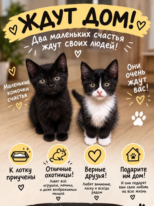 Котята Алматы Бесплатно