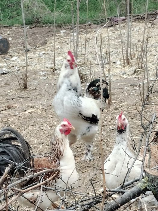 Cocoși australop și cocoși de țară