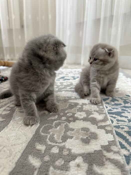 продаётся милые котята пародисты 100k 120k