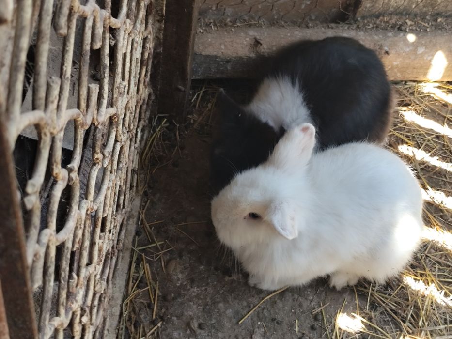 Vînd iepurași pitici.