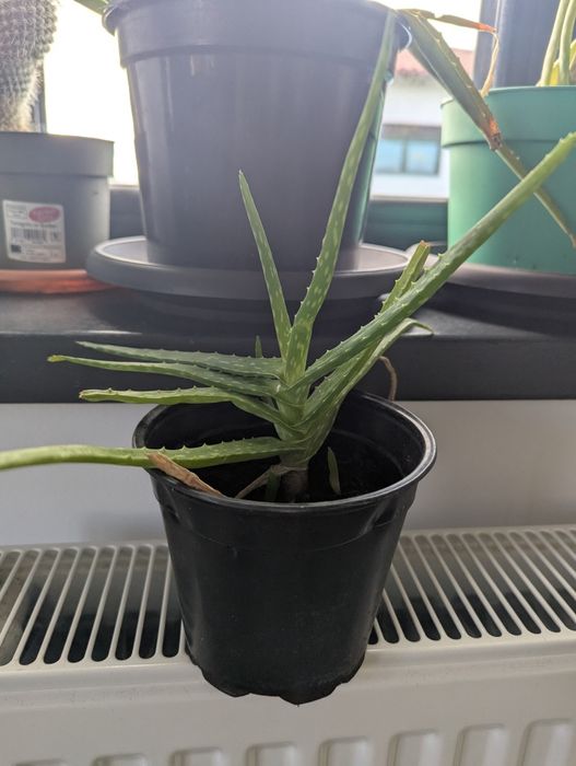 Plante aloe vera