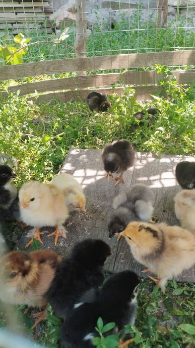 Цыплята домашние