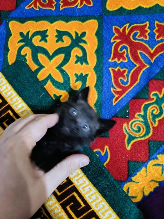 Отдам серого котёнка (мальчик)