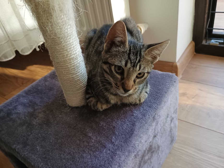 Dau pentru adoptie pui pisica tigrata
