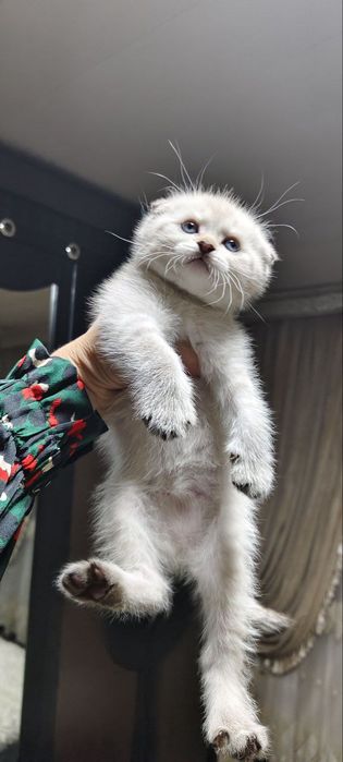 Скидка  Вязка Скоттиш Страйт Хайленд Поинт