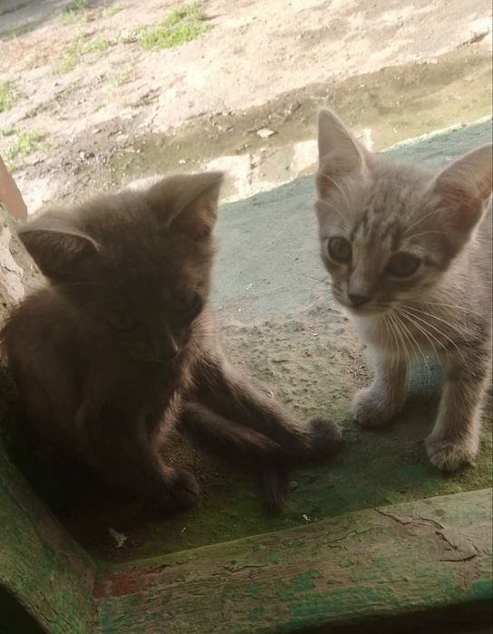 Отдам Котят в Добрые руки