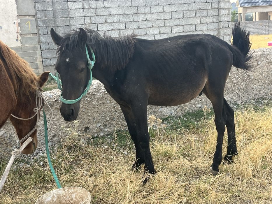 Жуас мінгі тай 1 асқан