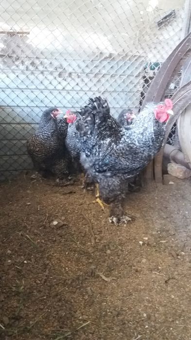 Oua Brahma pentru incubat