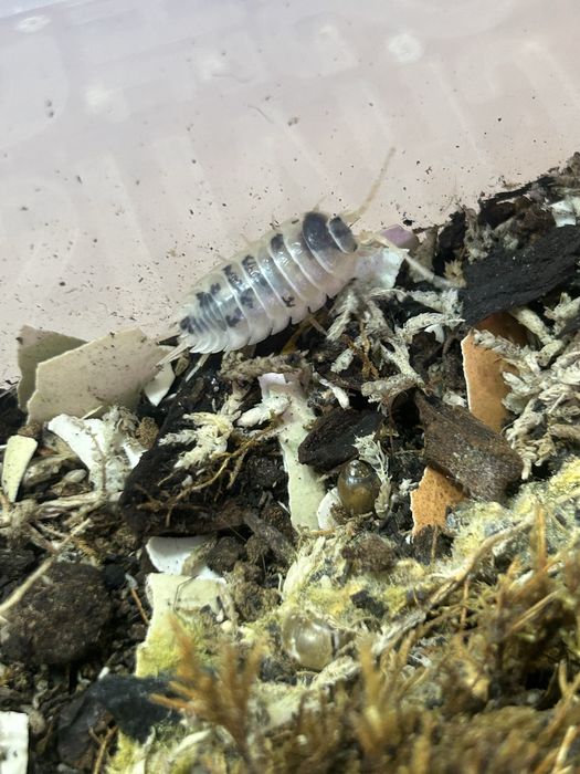Isopods / izopode si springtails pentru terarii