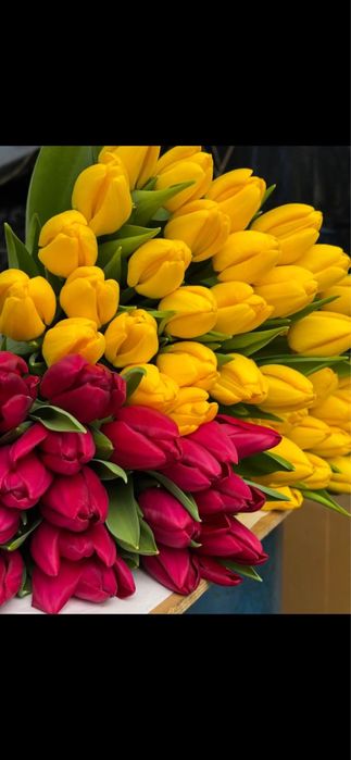 Тюльпаны в Балхаше