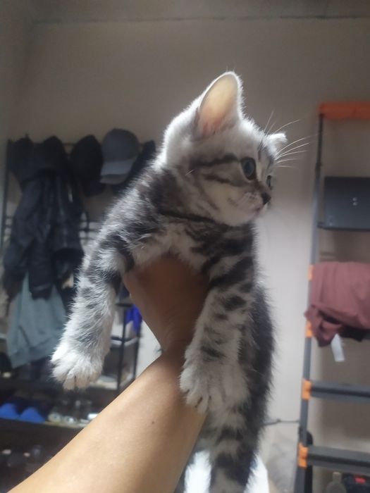 Продам котенка .