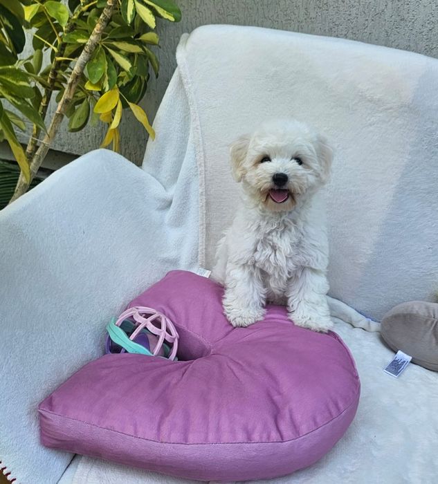 Pui Bichon Frise Pedigree FCI