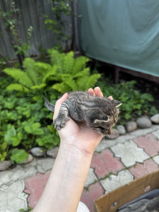 Отдам кошечку и 4 котята
