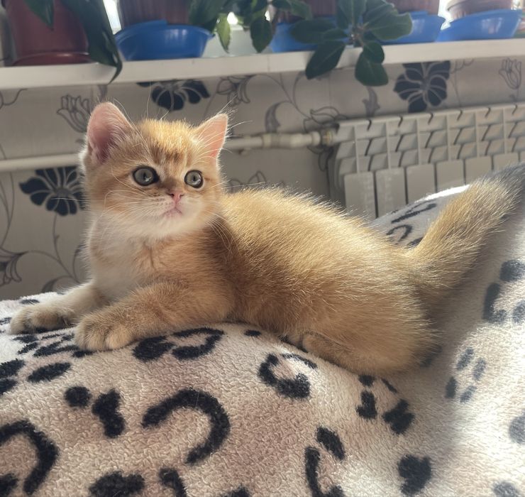 Скоттиш страйт(девочка)