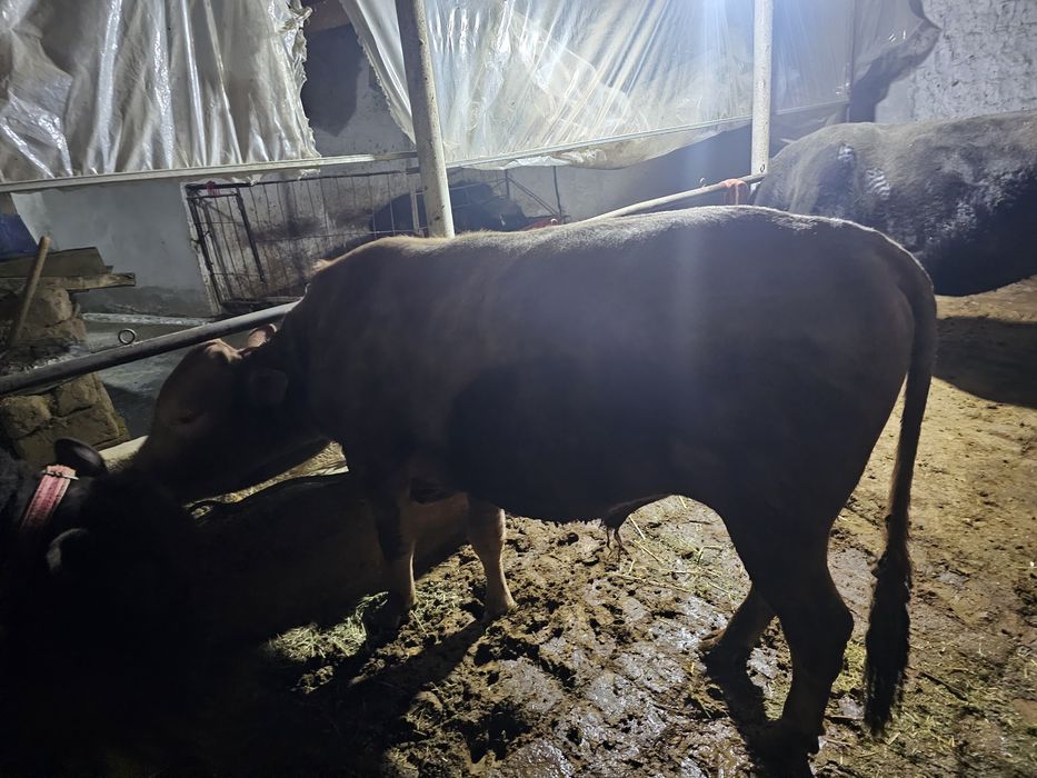 Navos sotiladi kelishamiz