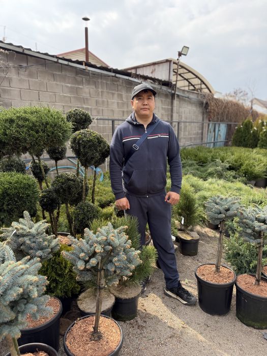 Озеленение участка под ключ