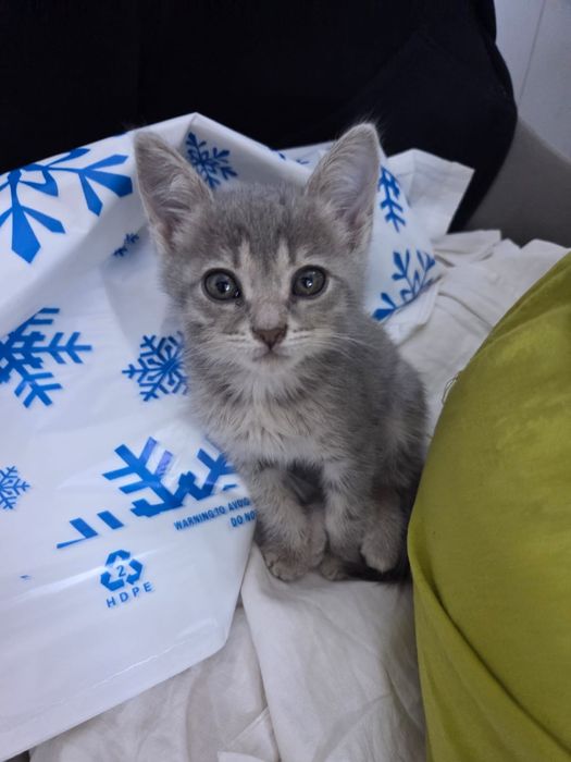 Котята в хорошие руки