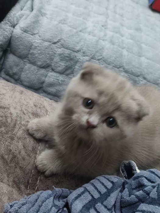 Продам шотландских котят