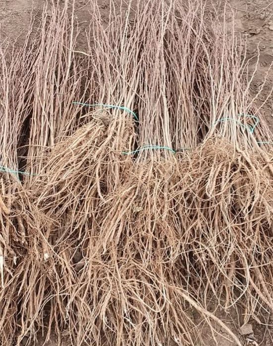 comercializăm puieți de salcâm pentru împădurirea terenurilor degradat