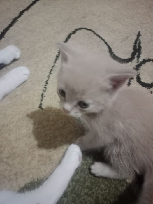 Отдам котят в добрые руки