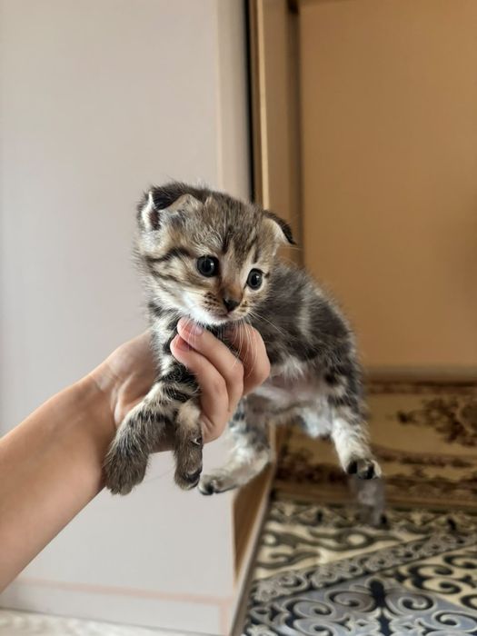 Продам котёнка шотландский