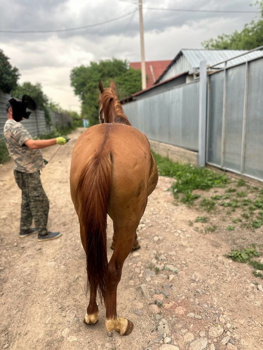 Буаз биелер     .