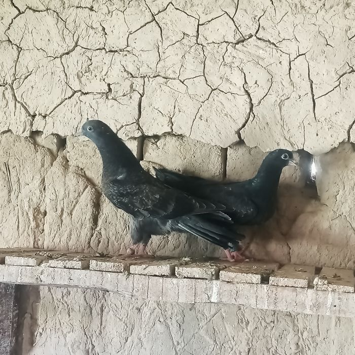 Американский жёлтый