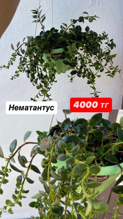 Комнатные цветы.