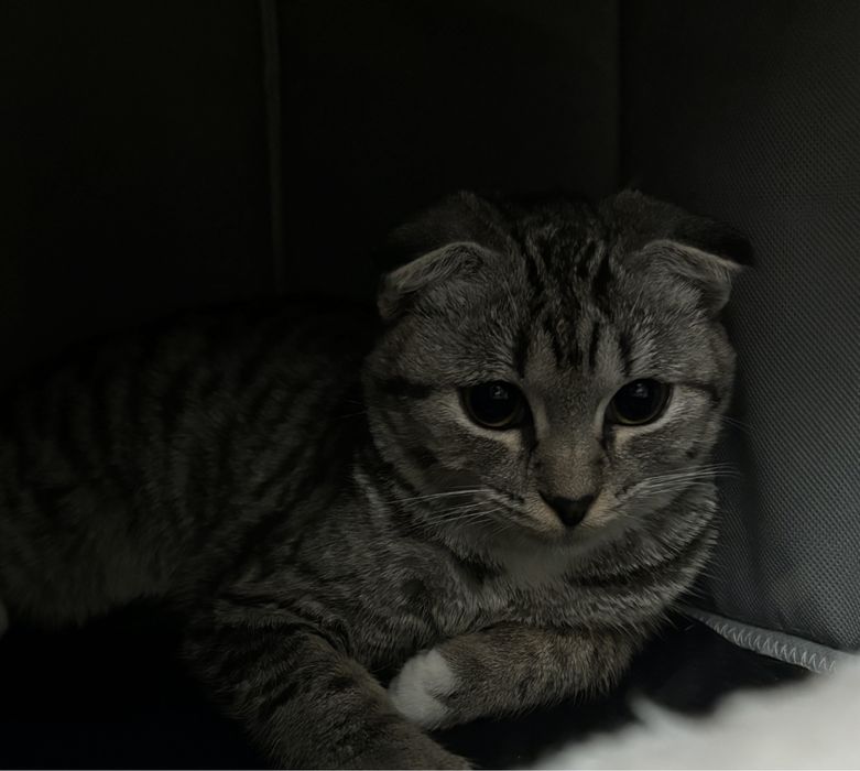 Кошка в добрые руки отдам ищет семью