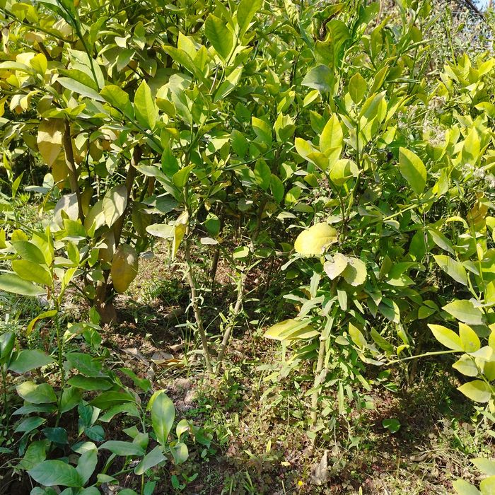 Limon   apelsin  mandarin koʻchatlari sotiladi