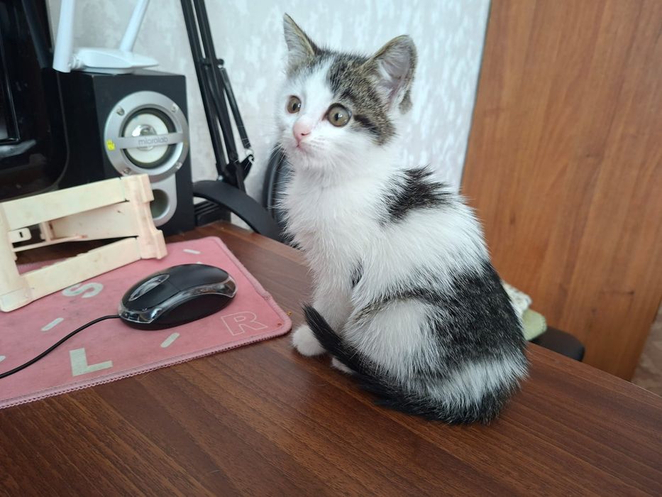 Котята девочки 2,5 месяцев