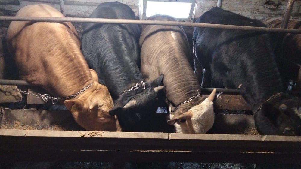 Продам крупно рогатый скот