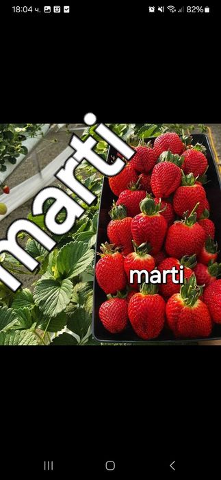 Разсад ягоди и малини