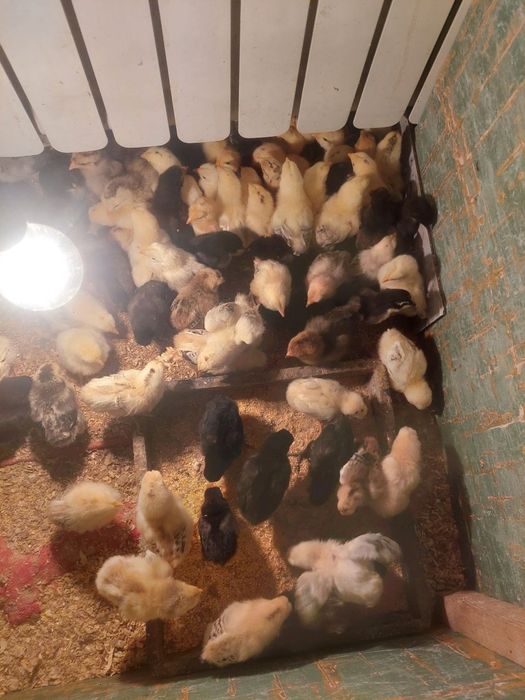 Брама ва хонаки жужалар 12 кунли