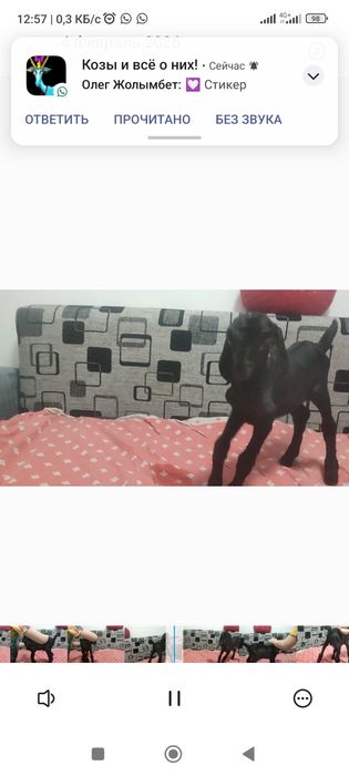 Биталонуб Козлик