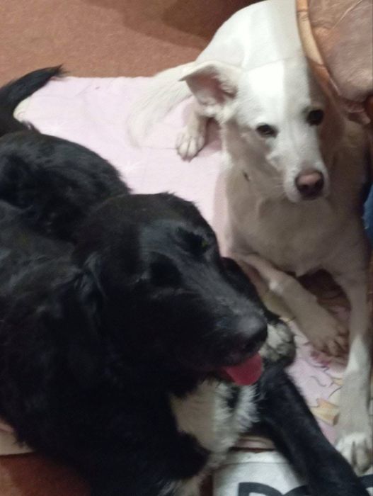 Търсим дом за Блеки