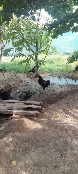 Jaydari HOROZla sotiladi soglom