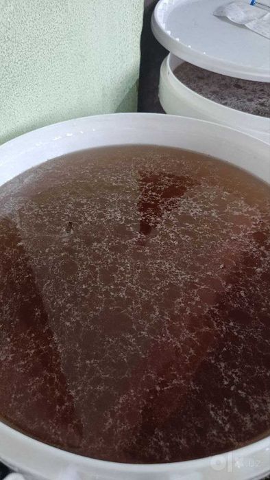 Tabiiy asal optom, Andijon, 20 kg chelakda