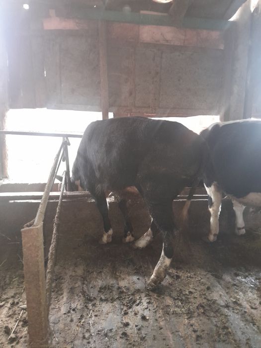 520000 находится в ровном