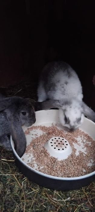 Vând iepurasi diferite rase